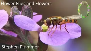 Flower Flies and Flowers