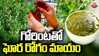 Health Benefits Of Henna : గోరింటతో ఘోరరోగం మాయం | Gorintaku | ABN Digital Exclusives