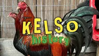 KELSO | history
