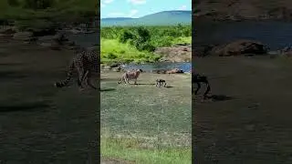 When a robot dog is placed in front of a cheetah #wildlife #wildlifeentertainment #animals #nature