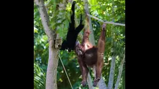 Playful Orangutan and Siamang The Prime-mates at Bali Zoo!