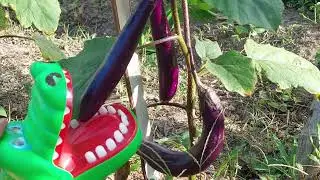 Mr croc love to harvest eggplant