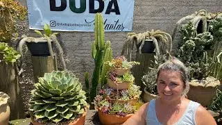 10 Suculentas de fácil Cultivo, de SOL PLENO!
