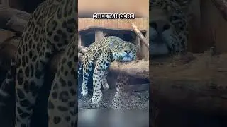 Cheetah core...  Last one was so ADORABLE!!