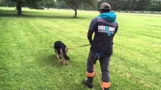 Dino Tracking