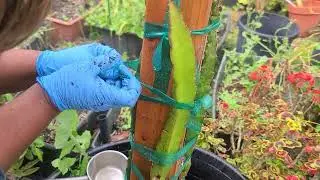How To Prune & Train My Dragon Fruit Plants | Update