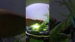 Being a guppy breeder DAY 19 #malaysiaguppy #guppybreeder #guppy #getafish