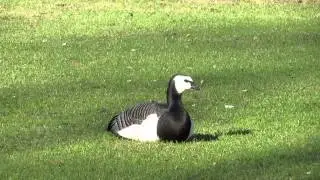 Barnacle Goose grazing