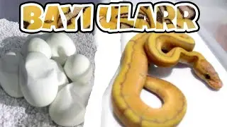 Welcome to The World Fellas || Cutting Telur Ular Ball Python
