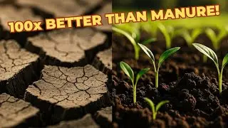 STOP Using Manure! This November Soil Trick Will Triple Your Harvest Naturally!