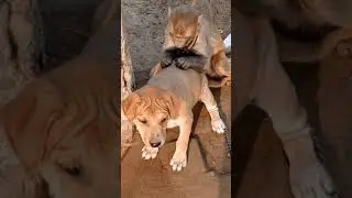 monkey and dog puppy👉🏻🐒🙈😅🤣🤪❤❤️❤❤️#🐩#youtubeshorts