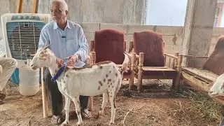 agrabreed goats available in Hyderabad Falaknuma | makkachini bakri in Falaknuma Hameed pahelwan hyd