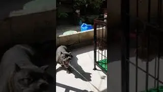 Bonding with my dogs | American Bully | RBL Bullies