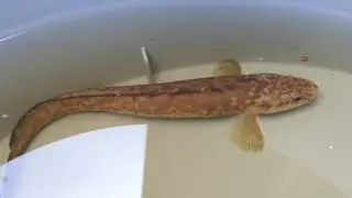 Mateen poikanen ( Lota lota) baby burbot