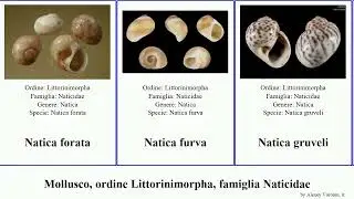 Mollusco, ordine Littorinimorpha, famiglia Naticidae natica polinices euspira simplex heros antoni