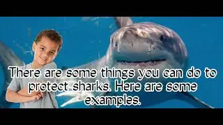 sharkwater video - how to protect sharks