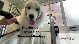 Sherlock bij Trimsalon Baasjes&Boefjes
