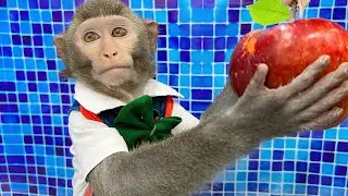 Очаровательная обезьянка Бим собирает фрукты и ест яблоко с амэ