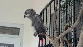 ÇAKIL NE DİYOR KİMBİLİR