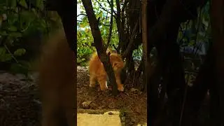 Watching a Cat to Relax Instantly 🐈👀 Gentle Feline Calm #shorts #RelaxingCat #PeacefulPets