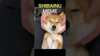 funny animal meme #shorts #animals #funny #funnyvideo #memes #animalmemes #dogmemes  #柴犬 #shibainu