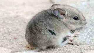 Kangaroo mouse