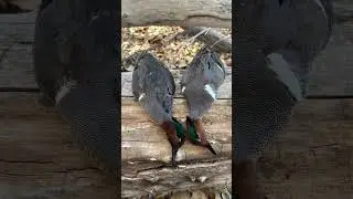 Leave a comment to let us know the first duck you ever harvested #ducks #waterfowl #greenwingteal