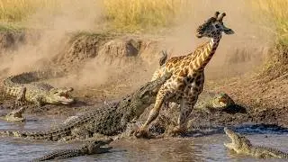 GIRAFFE WALKED INTO A DEATH TRAP&hellip; CROCS AND LIONESS AT THE SAME TIME 😱