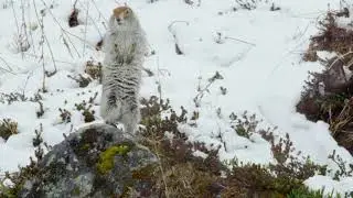 It&rsquo;s mating season for the Arctic Ground Squirrel | Alaska: A Year In The Wild | Channel 5