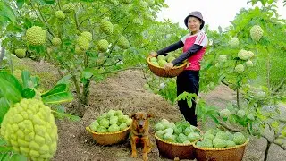 Harvest Mature Custard Apples, Ripen Them At Home, Then Sell At The Market| Lý Tiểu Liên.