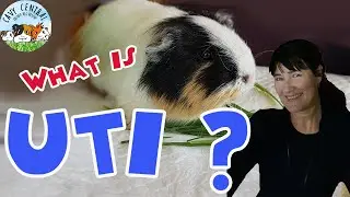 UTI Emergency Guinea pig care with Lyn from Cavy Central