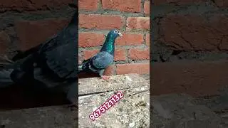 हरी आंखों हरे सेंदे all' India' Delivery #pigeon