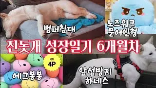 진돗개 6개월차 성장일기 범퍼침대 앞섬방지하네스 에그봉봉 노즈워크 문어인형 이갈이커피나무 당근뽑기 질주본능 잔디에온몸 부비기