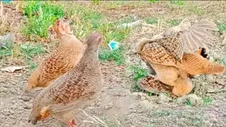 Teetar breeding season | Teetar crossing | Teetar paire breeding start 2nd clatch