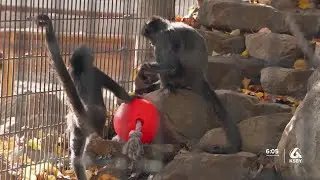 Animals at the Central Coast Zoo receive Christmas presents from the community