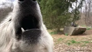 Enter the Howl of a Wolf
