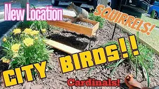 City Birds! TV your CAT will LOVE!! Late April 2024
