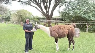 Fairmont Mt. Kenya Safari Club Staycation Vlog