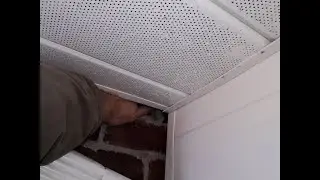 Flying Squirrel Inspection : Insulation, Squirrel Poop, and Opening