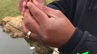How to catch more Trout Guaranteed
