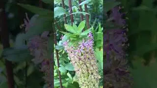 Pineapple Lily, a really cool plant