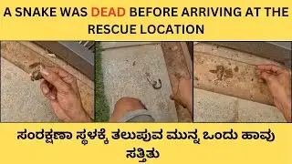 SNAKE RESCUE #226