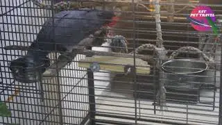 Intelligence level of African Grey Parrot (Ram The African Grey)