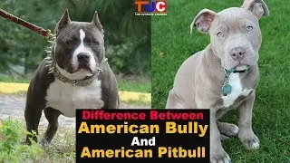 Difference Between American Bully And American Pitbull : TUC