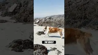 This Saint Bernard thinks he can fly