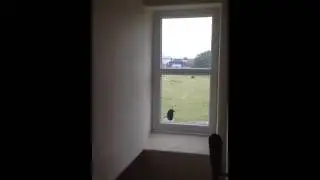 Magpie wake up call each morning