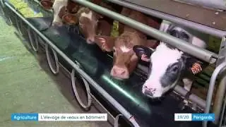 Élevage de veaux intensif en Périgord