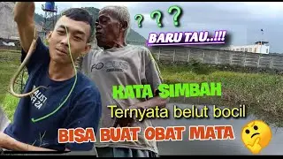 BARU TAU!!! Ternyata belut bocil bisa buat obat mata???