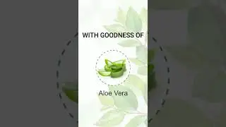 SoapTown Handmade Onion Oil Shampoo with goodness of Aloevera, Oinion OIl, Argan oil & Jojoba Oil