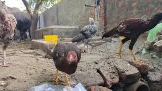 Pure Hen Aseel Rooster | Desi Aseel Murgha | Power, Fighting Style & Beauty